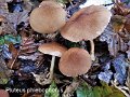 Pluteus phlebophorus-amf1506